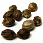 Семена марихуаны АК-47  (Seeds AK-47) в Североуральске